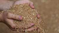 Продам зерно пшеница и ячмень