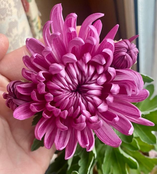 Крупноголовая горшечная хризантема