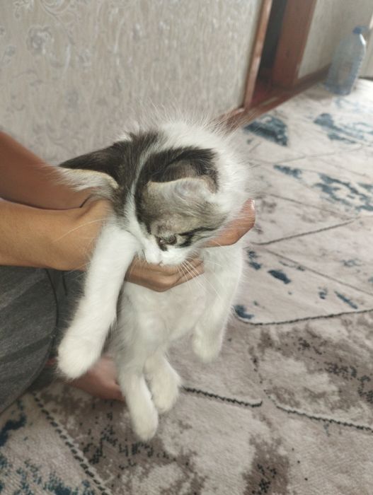 Mushuk yaxshi qoʻllarga beriladi