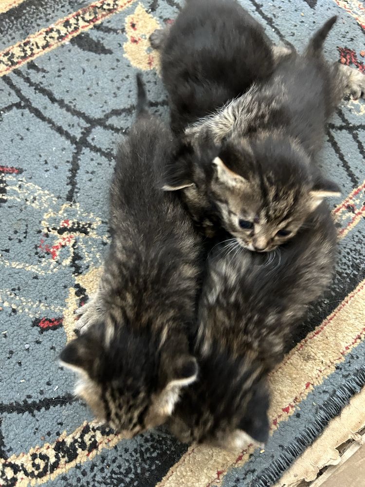 Котята ищут дом!