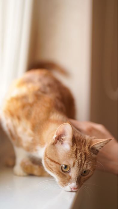 Mushukcha Rizjik uy izlayapti — Toshkent