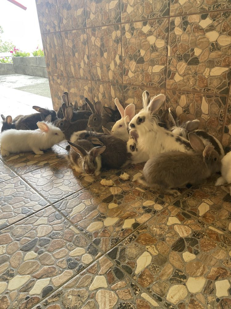 Vand iepuri cap de leu si de casa