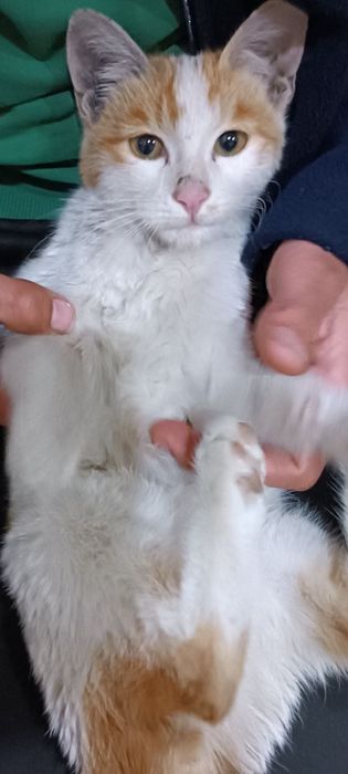 Отдам котёнка в хорошие руки