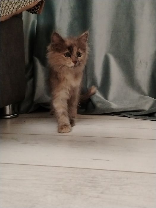 Кошка маленькая.