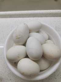 Яйца гусиные на посадку