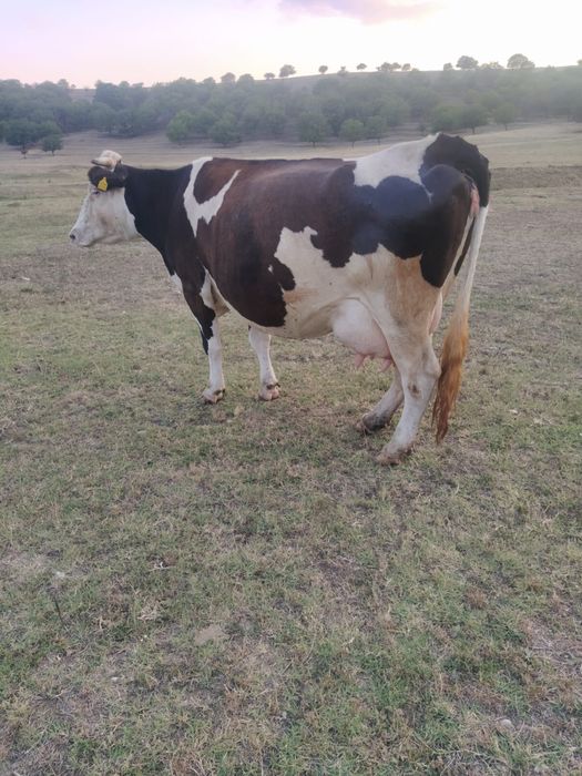 Vand vaca baltata romaneasca