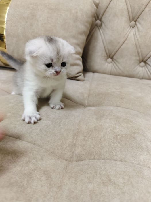 Продаются котёнок мальчик 1 месяц скоттиш-фолд правильная вязка чисток