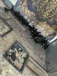 Vand pui australorp negru albastrui