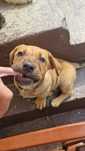 Donez pui Presa Canario