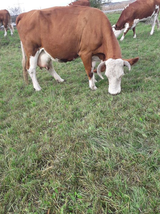 Vând vacă bălțată