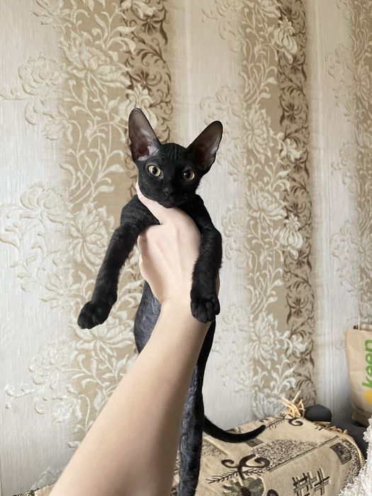 Продам Сфинкса Велюр