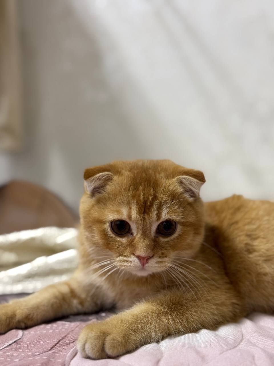 Шатланиски чкоч  250$