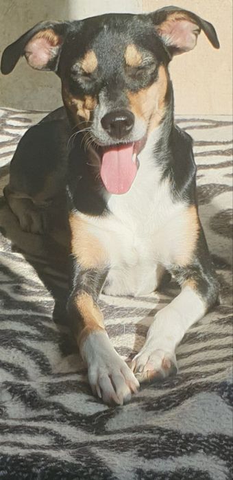 БЕСПЛАТНО , в добрые , хорошие руки