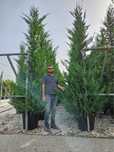 Cupressus Leylandii, chiparos sempervirens, totem, cupressocyparis