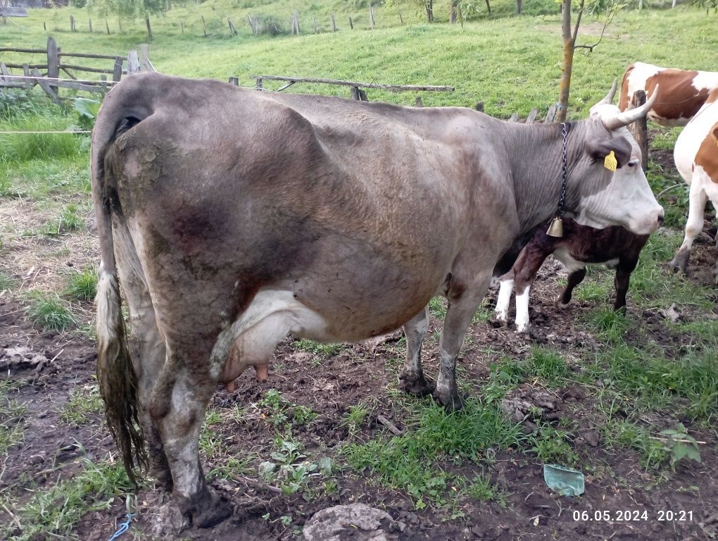 Vând vaca bălțată de 11 ani cu vițel