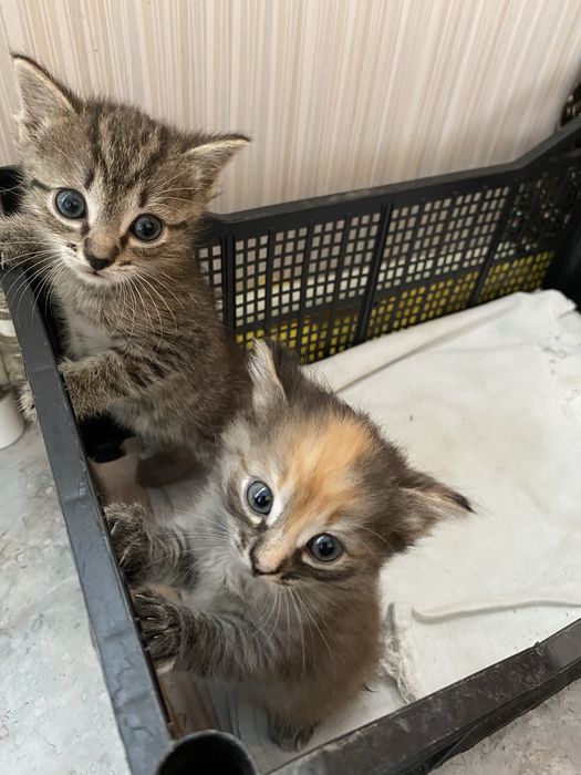 Отдам котят, мальчик и девочка, 1,5 месяца.