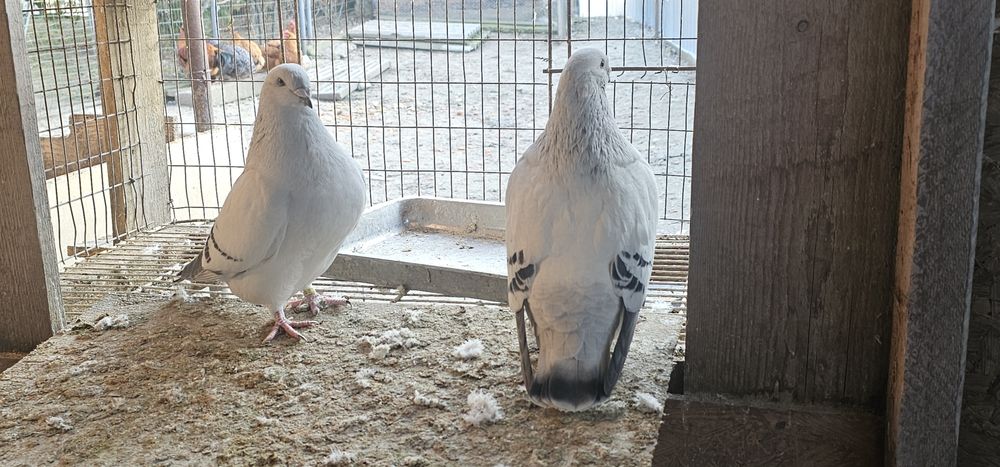 De vânzare porumbei standard sidefat.