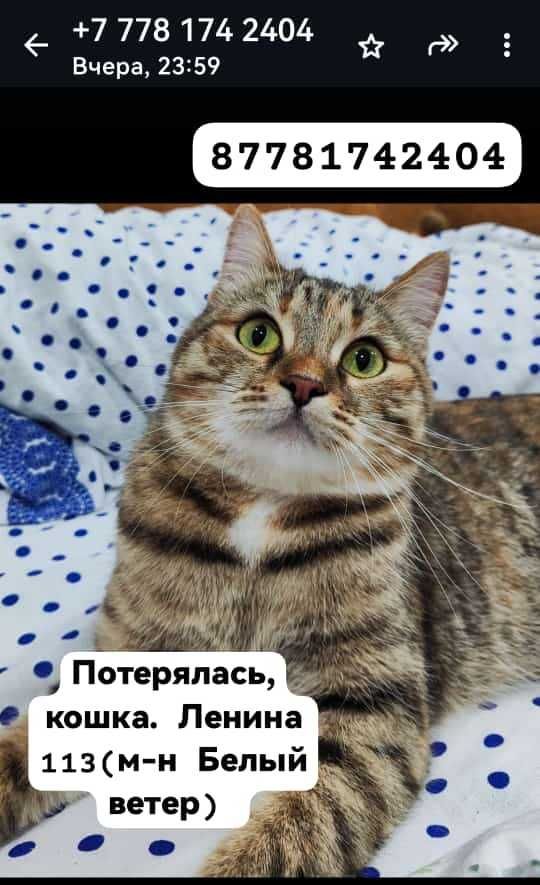 Пропала кошка. Помогите найти!