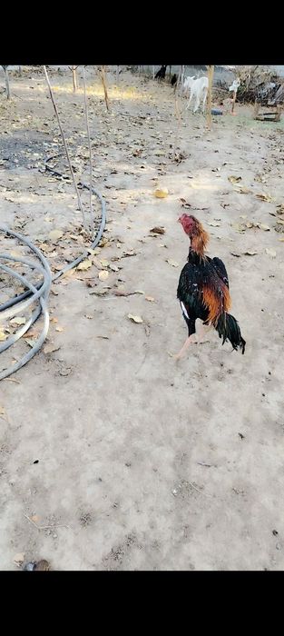 Дакан бойцовский петух