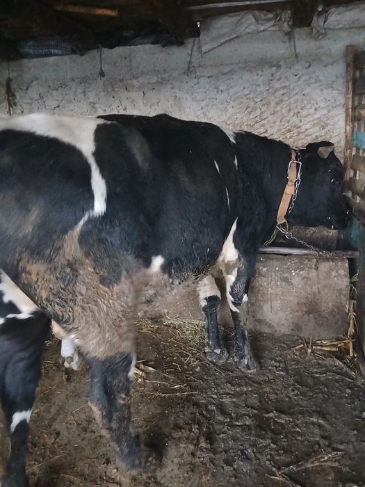 Tauras de vânzare mai multe detalii la telefon