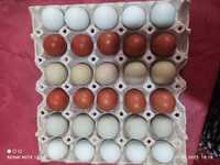 Домашни пресни яйца