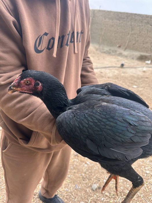 Куланги домашнее сотилади