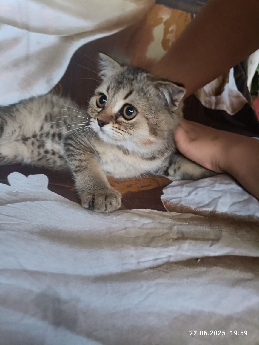 Mushu bolasi zalataya shilshila zotli 3 oyli