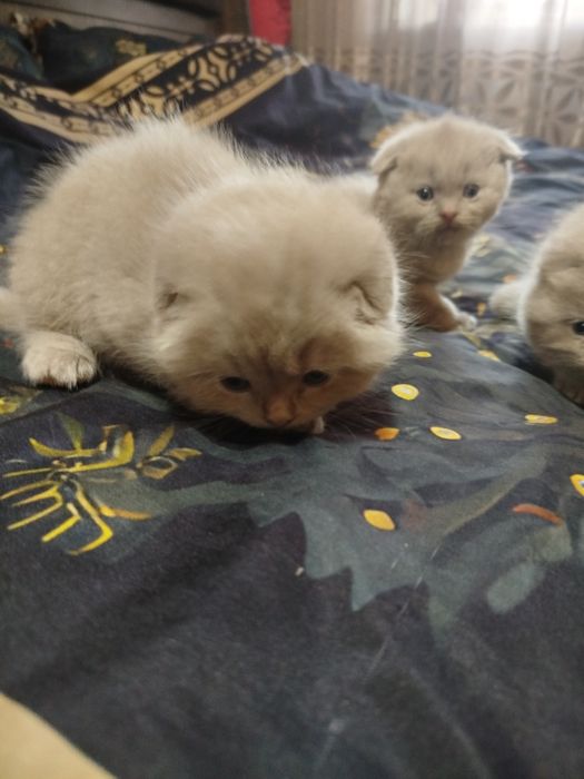 Готовятся к продажи котята,окрас лиловый.