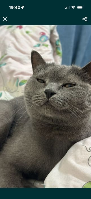 Отдам кота бесплатно