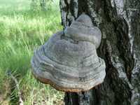 Iasca(Fomes fomentarius)