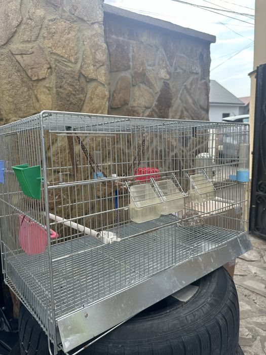 Cusca porc de guinea