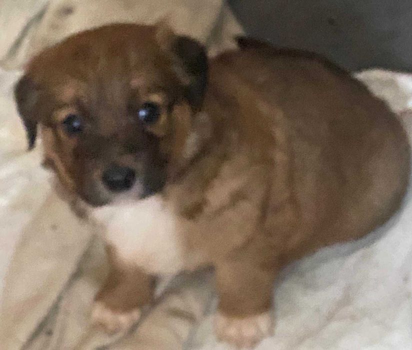 Donez cațeluși golden cu metis