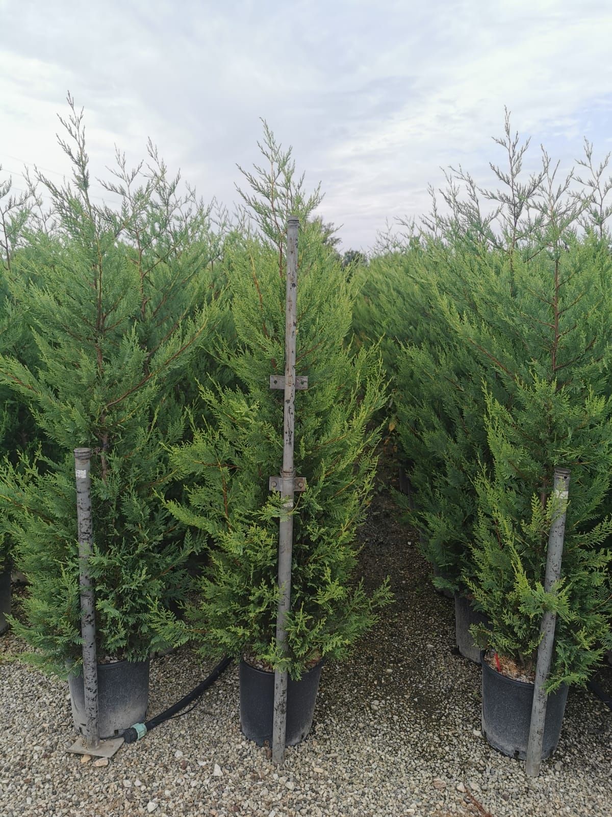 Thuja de orice specie aclimatizati pentru temperatutilr din Romania