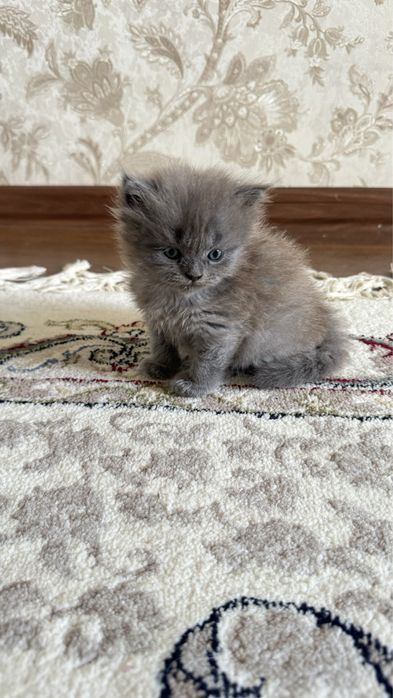Британские котята
