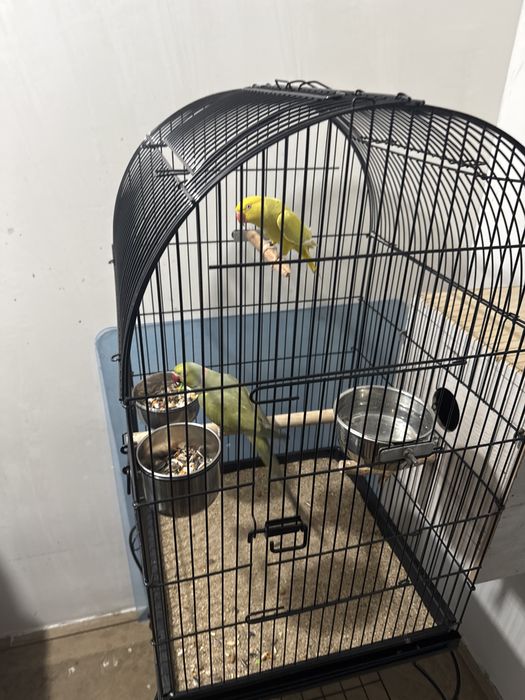 Pret promotional  astăzi micul alexandru