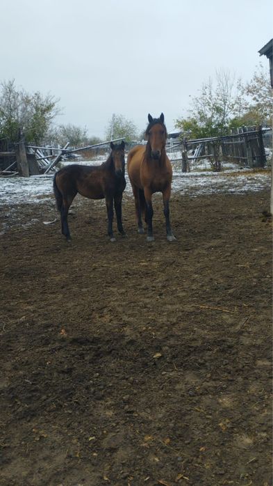 Кобыла с жеребёнком