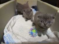 Scottish fold  și straight  blue.