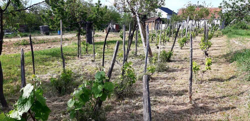 Teren intravilan Cetariu