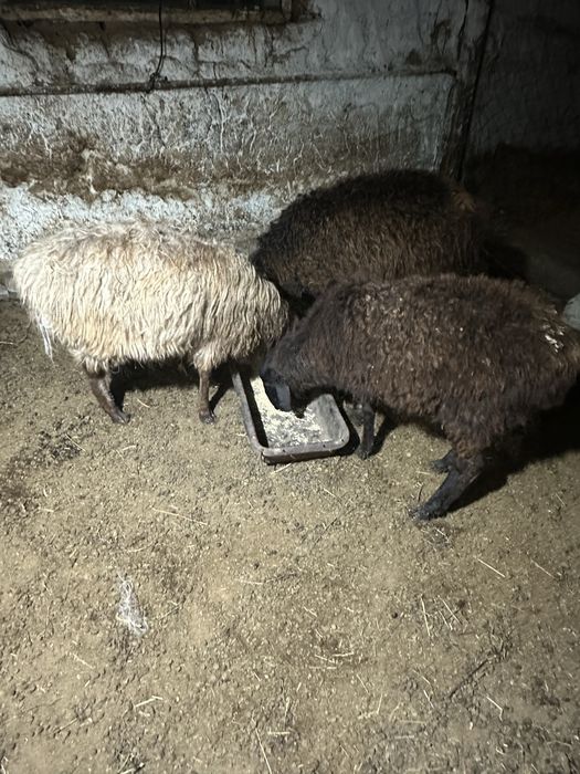 токтылар сатылады