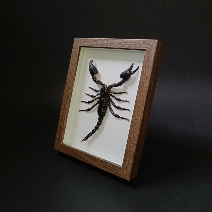 Подарък за зодия Скорпион, Препариран истински скорпион в рамка