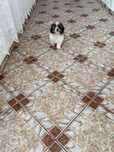 Shih-tzu fetița 2 luni