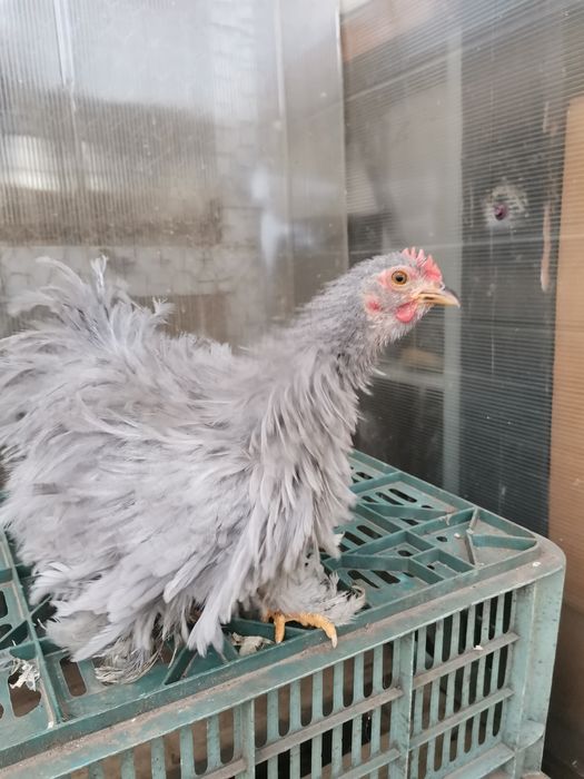 Cochinchina pitic lavandă