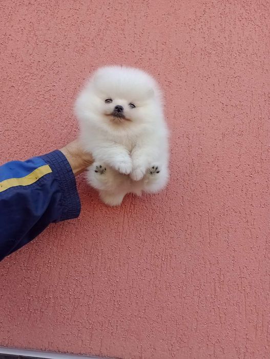 Бели Померани !!