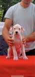 Mascul Dog Argentinian