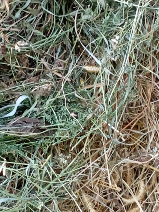 Vând baloți de fan amestecat cu ghizdei.