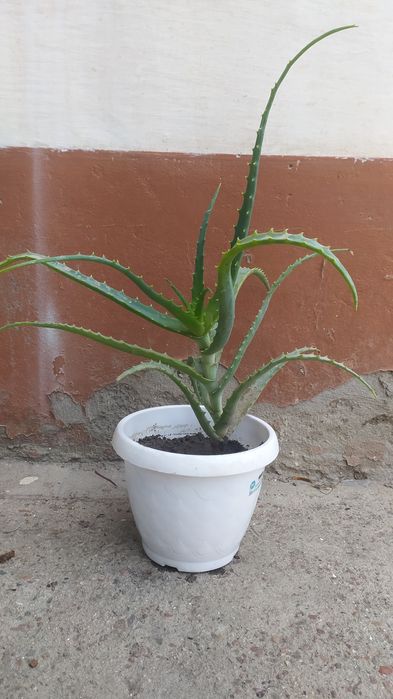 Алоэ домашняя, лечебная