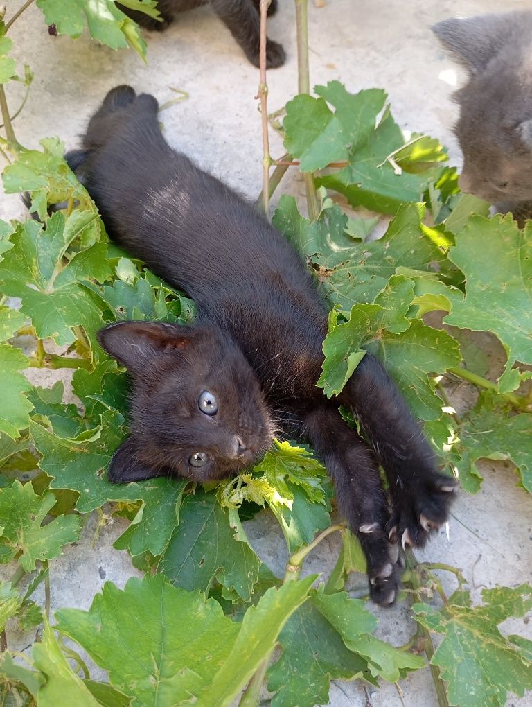 Отдам даром котят и кошку