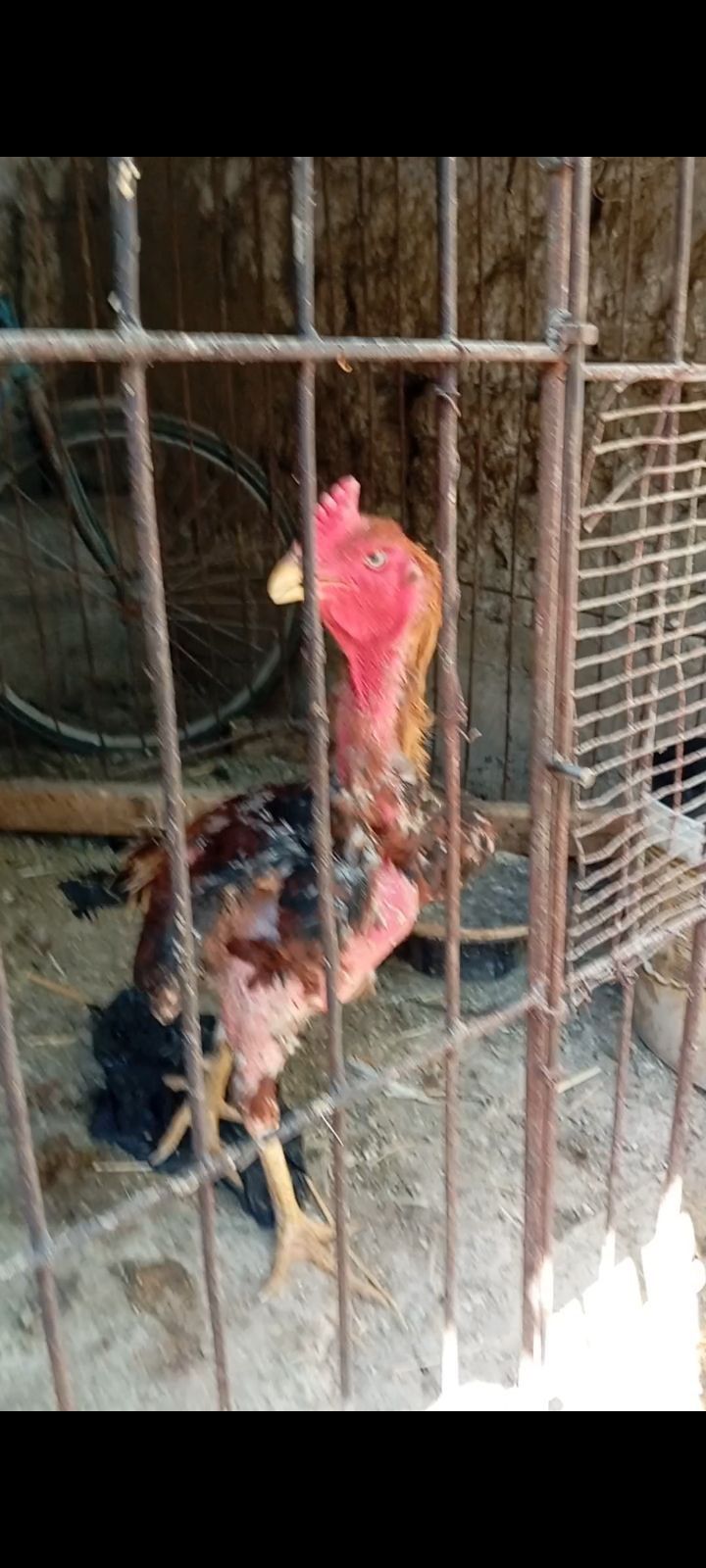 Dakan horoz jojalari sotiladi