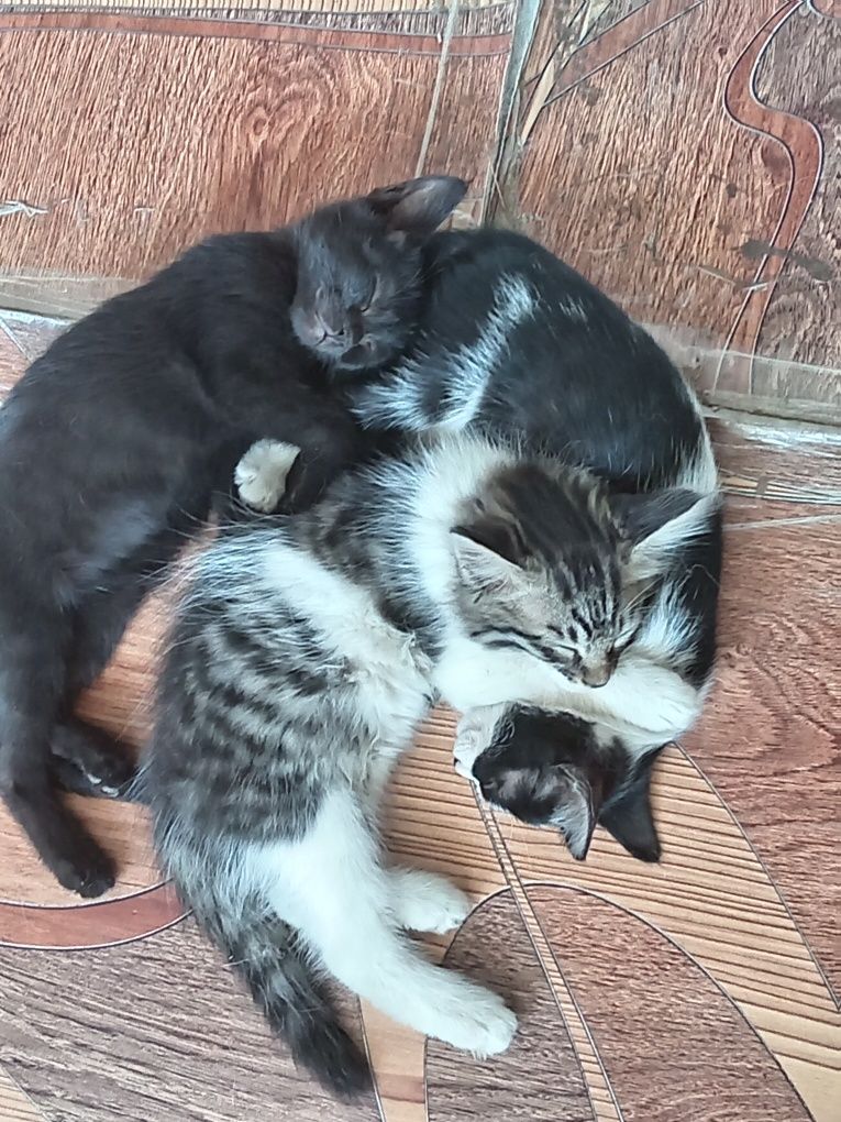 Отдам в хорошие ручки котят. Очень хорошинкие, умные.