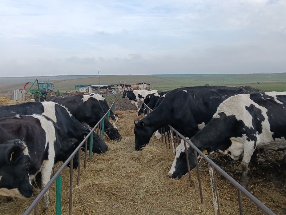 Vând 20 de vaci mulgătoare